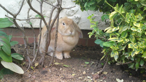 Small Animal Visits and Boarding