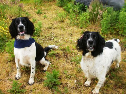west lothian dog training services