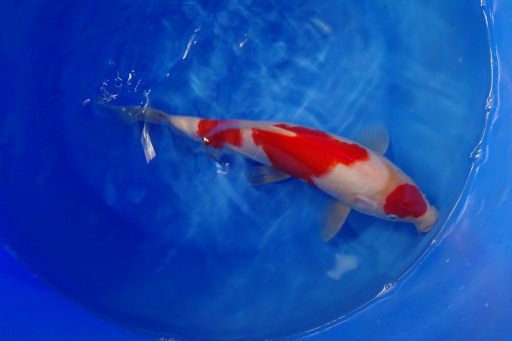 An example of a quality Ogata Kohaku for sale - POA