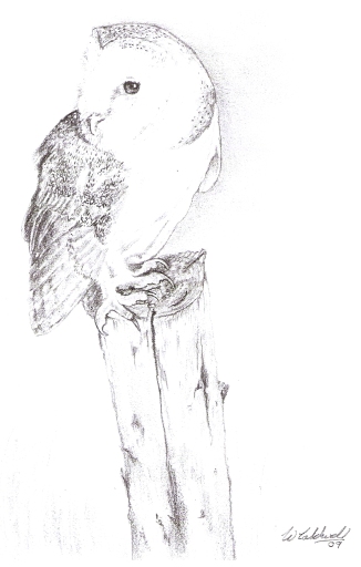 Pencil Drawing of BarnOwl