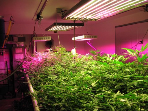 LED Grow Shop1