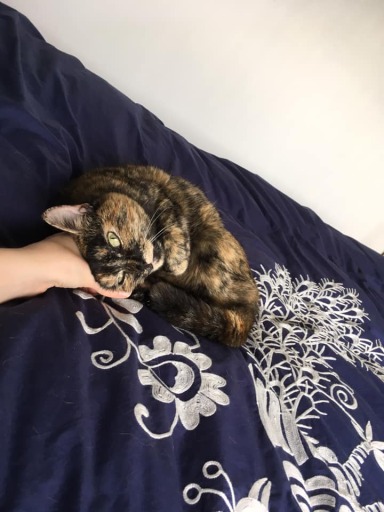 Cat visits- Loving the cuddles whilst her owner is away