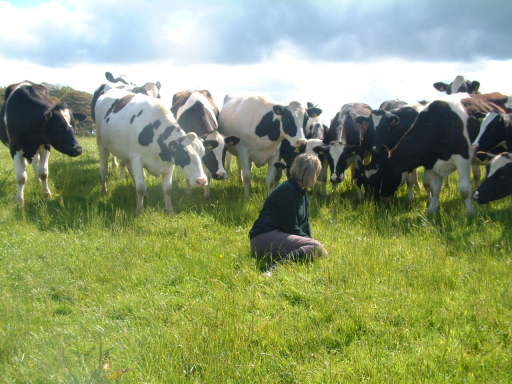 Our crop of Dairy Heifers