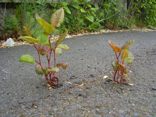 Japanese knotweed new shoots