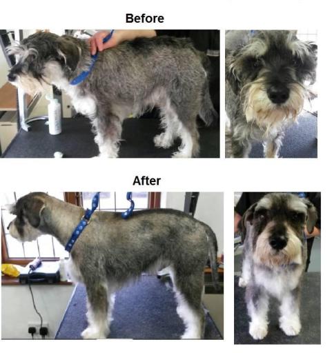 Schnauzer groomed to owner requirements