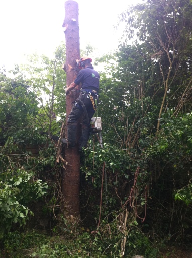 Tree removal using spikes in Eastleigh