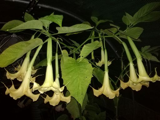 Brugmansia x Cubensis 'Charles Grimaldi'