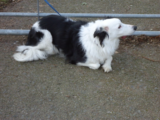 natural, homeopathic and herbal supplements for dogs