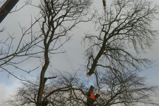 Crane Removal of Tree