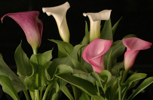 calla lily potted plants