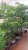 Silk Trees And Plants