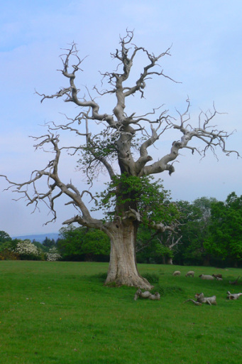 Pre-Development (BS5837) Surveys