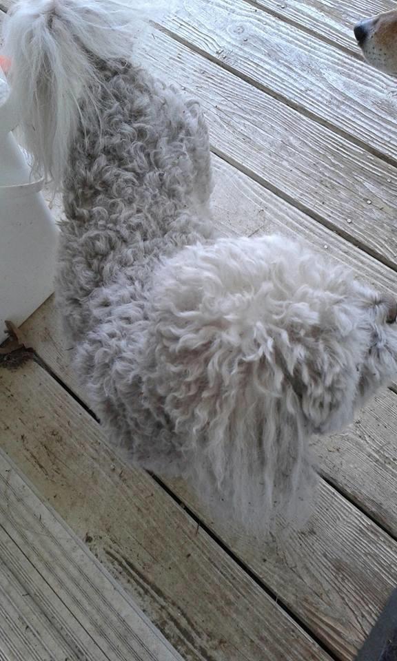 Best Friends Doggie Day Spa