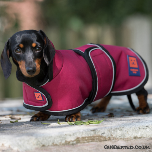 Ginger Ted Dachshund Dog Coat