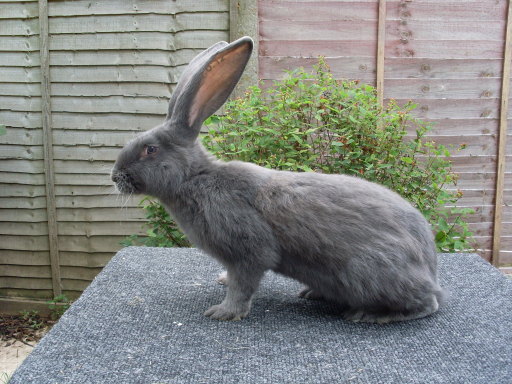 German Giant Rabbit/ Hare Blue