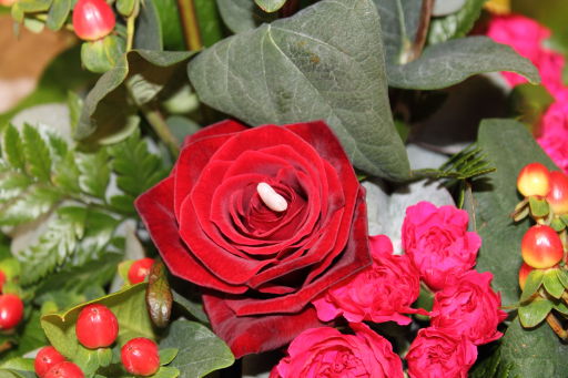 Excellent quality roses