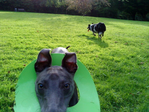 Playtime walks in Alltwen park