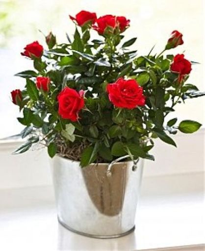 perennial plants