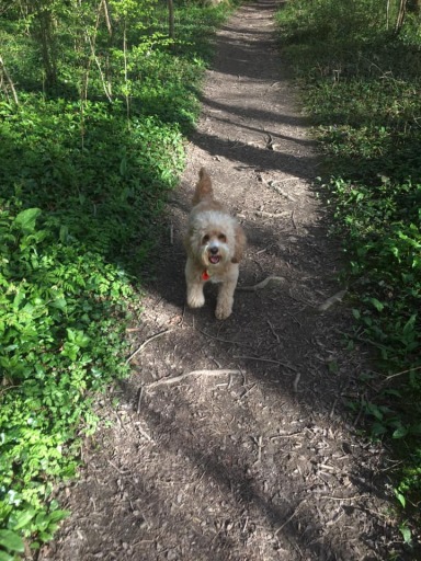 Dog walking- Playful fun in the woods