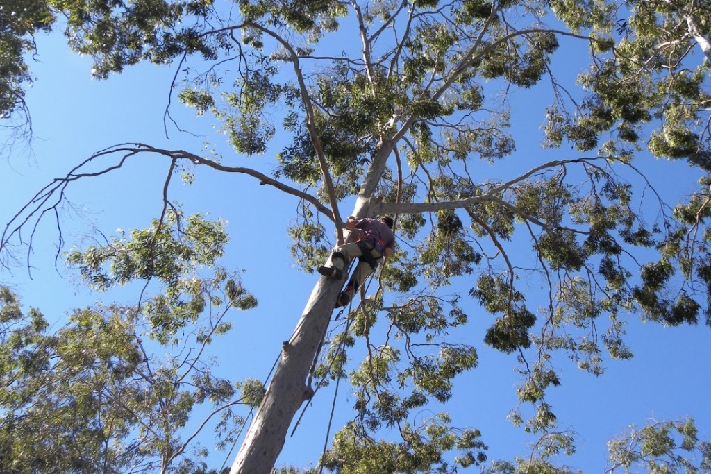 Lockyer Valley Tree Services