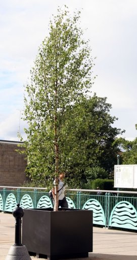 Birches Trees Lining Chippenham Town Centre