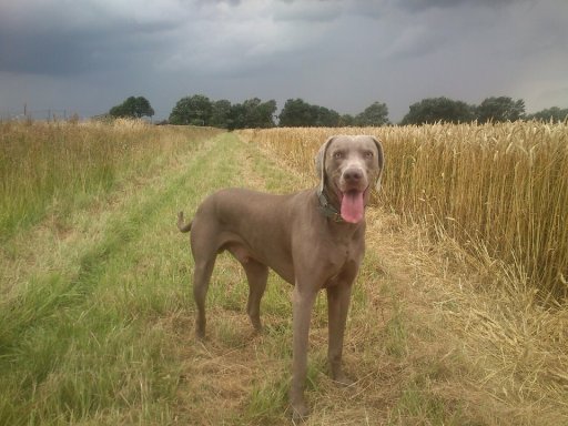 Lex enjoying his walk