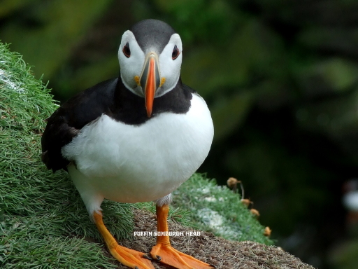 Puffins Breed On The Shetland Isles There Are Approx 200.000 0n Shetland