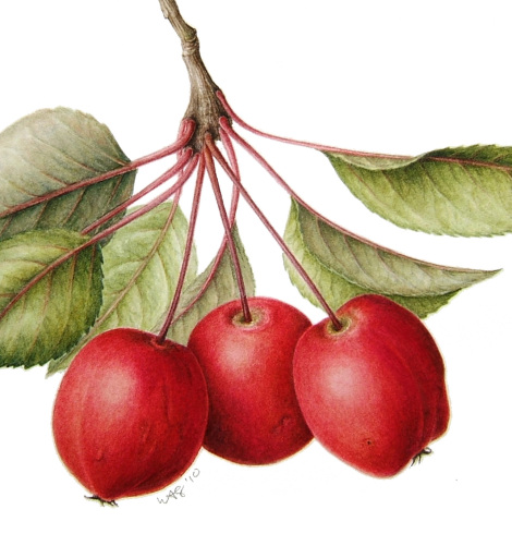 Crab apples. Watercolour on paper