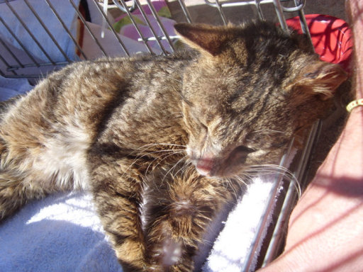 RESCUED CAT