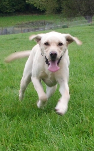 Charlie going for a run