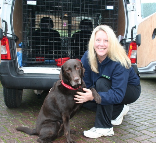 Dog walking / pet services / pet taxi