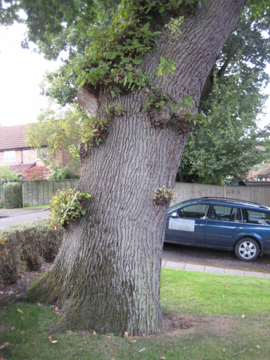Tree Inspection - Mature Oak with basal decay