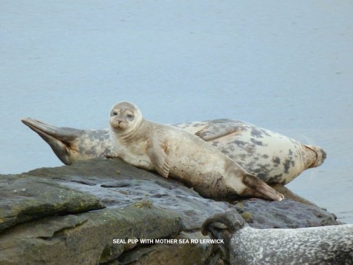 Pup And Mother Seal OnThe Shore A Few Metres Away