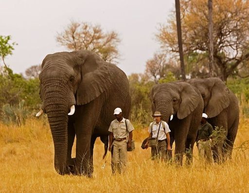 Walk with Elephants. By Holiday to Africa.