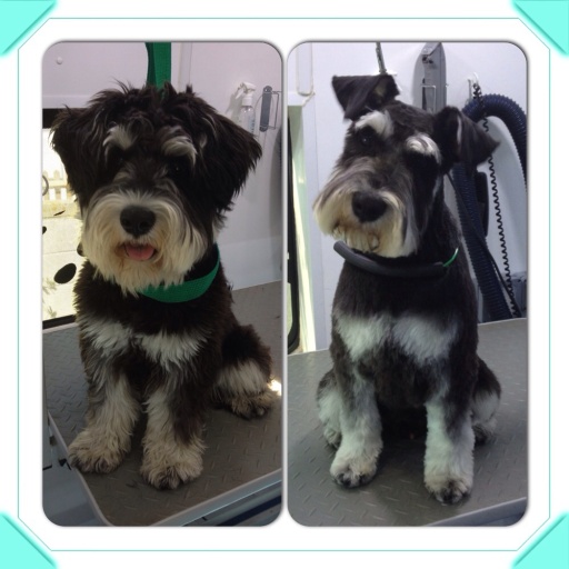 Lovemud Mobile Dog Grooming