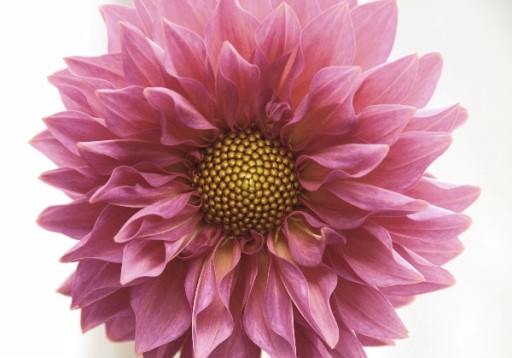 Dahlia flower wall art