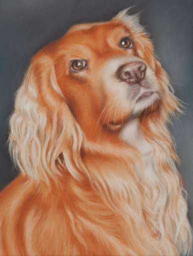 Dog Portraits