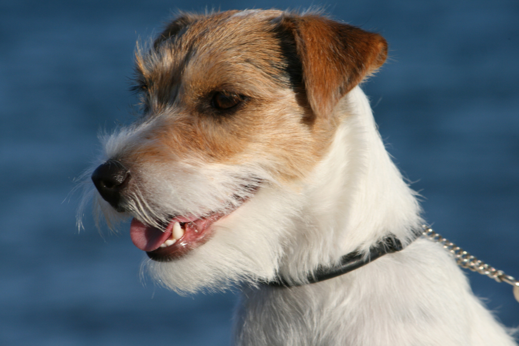 Parson Russell Terrier Zucht von Morrien