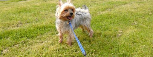 Dog walking