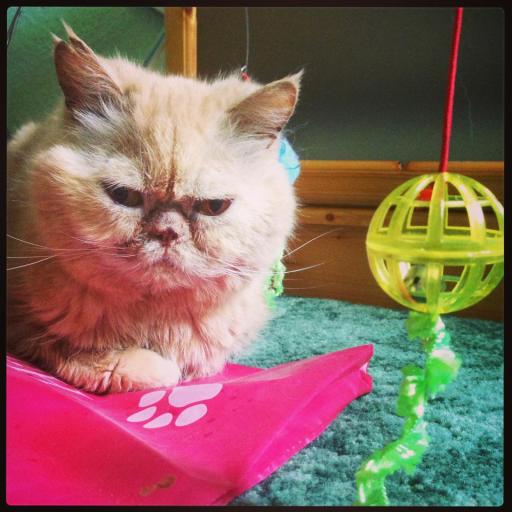 Cat Sitting Witham