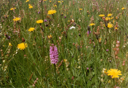 hay meadow plants