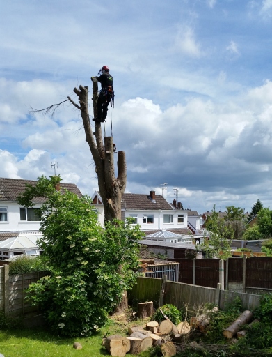 Shire Tree Surgery, Shrewsbury Tree Climbing