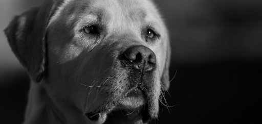 Specialist dog photographer