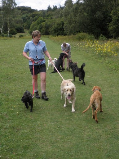bronja and some of the dogs