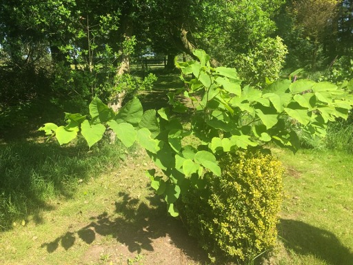 Japanese Knotweed Removal Devon 