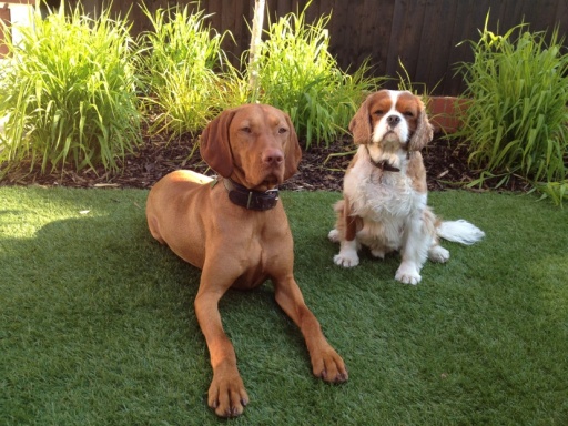 great for dogs - no mud - easy to clean up