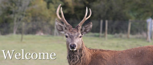 West Country Game & Deer Park, Red Deer
