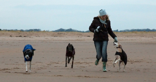 Let The Dogs Out - dog walking at Bilsdean Beach, East Lothian