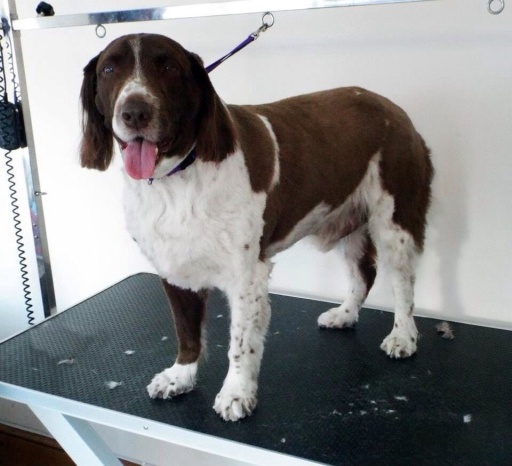 Bailey the springer spaniel after his clip
