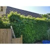 G.P Garden Maintenance